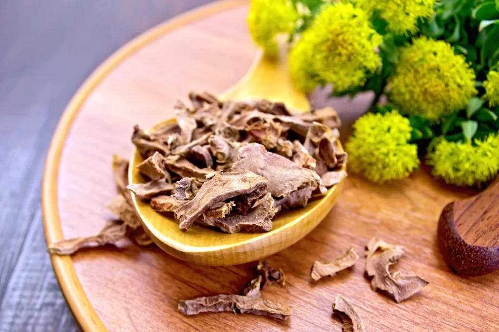 root dry of Rhodiola Rosea in spoon on tray