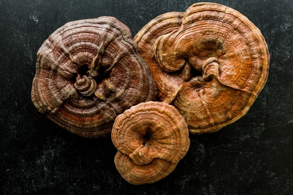 Reishi mushrooms with black background