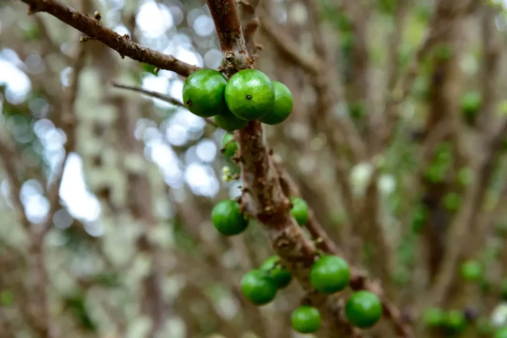 close up of Cha de Bugre