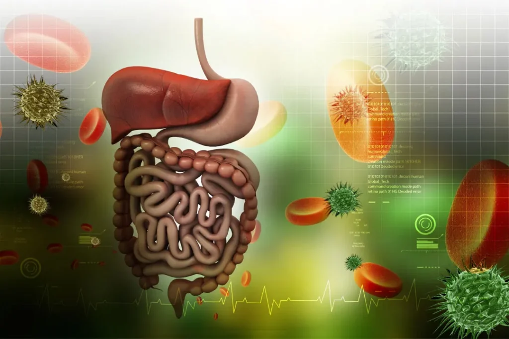 human digestive system