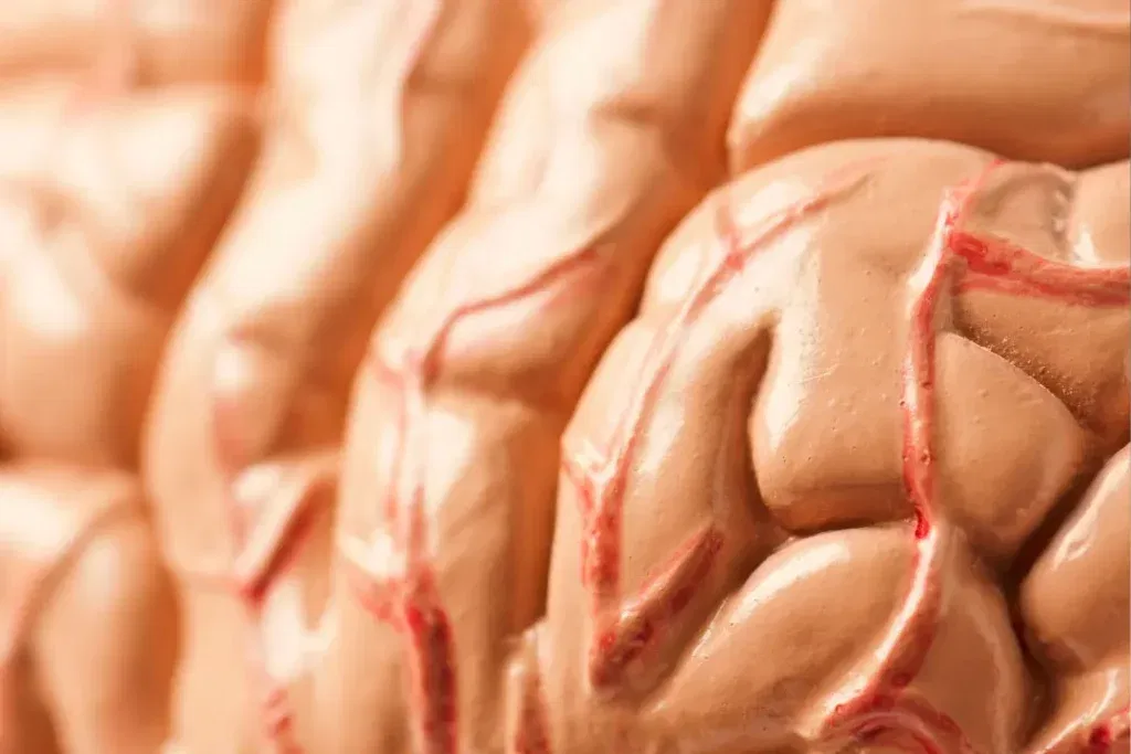 brain tissues concept