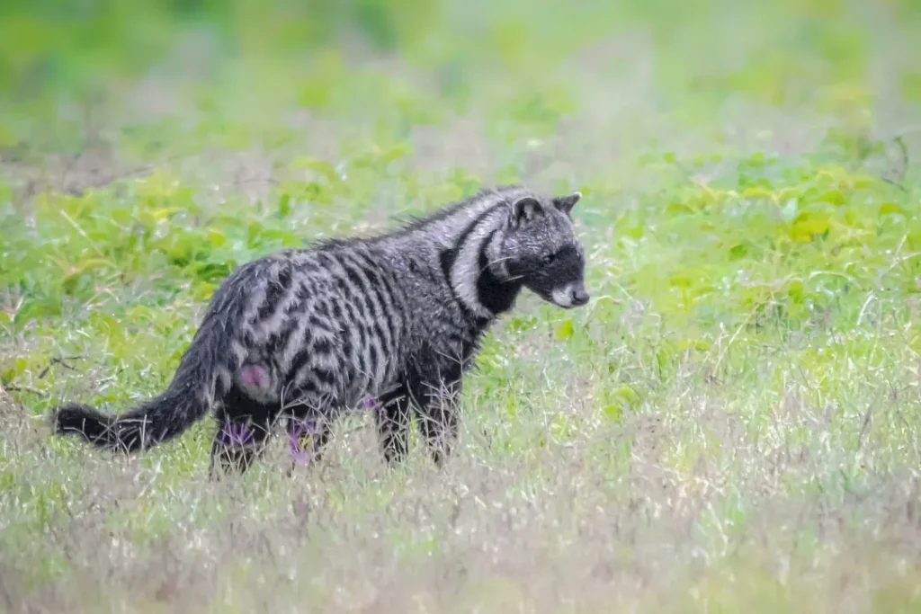 Civet.