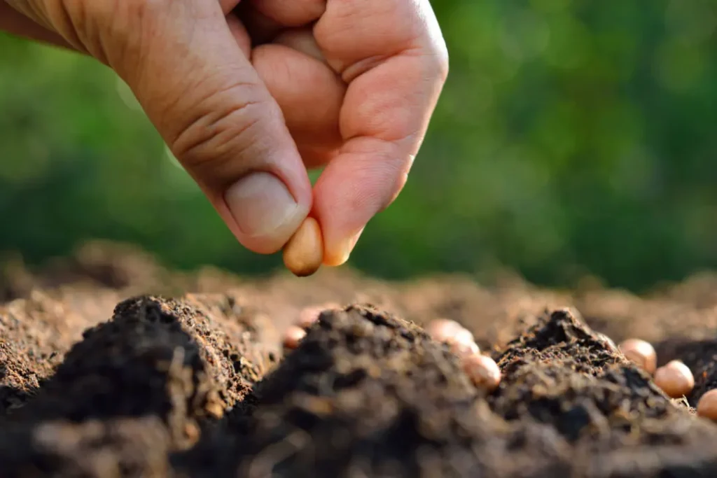 placing Croton Seeds on soil