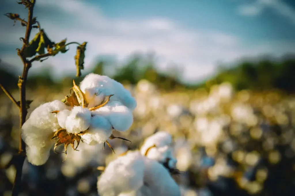 close up shot of Cotton boll