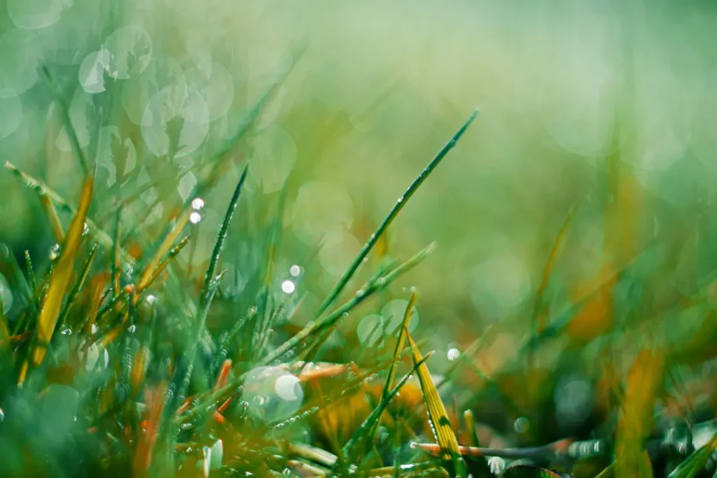 close up of Couch Grass