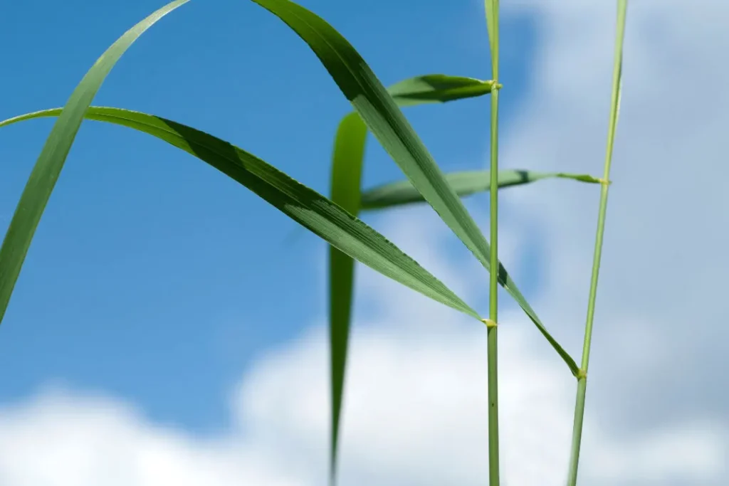 close up of Couch Grass