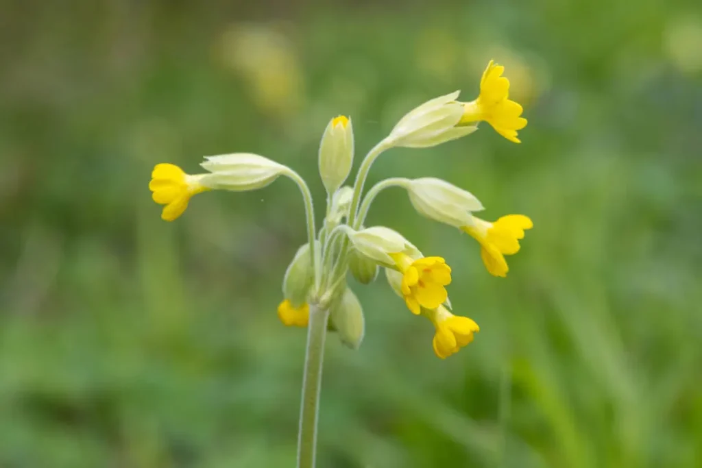 cowslip flowers