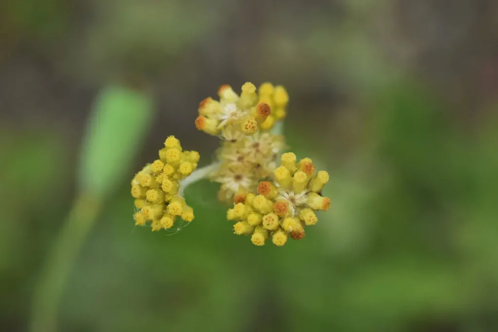 close up shot of Cudweed