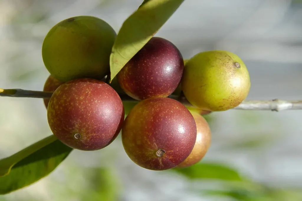 close up shot of Camu Camu