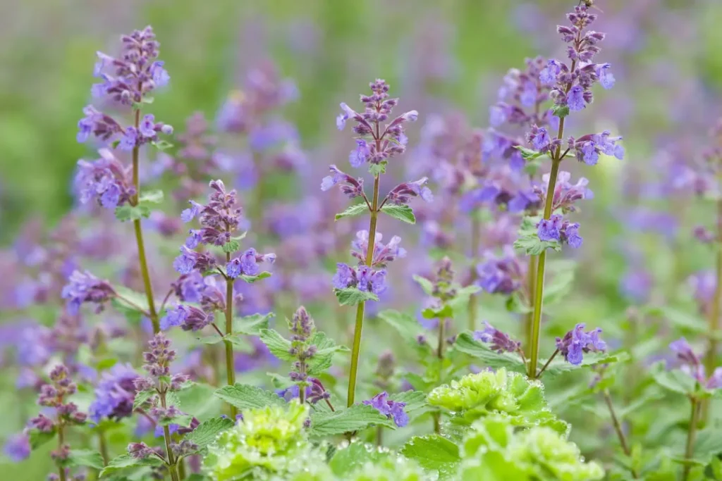 close up shot of  Catnip.