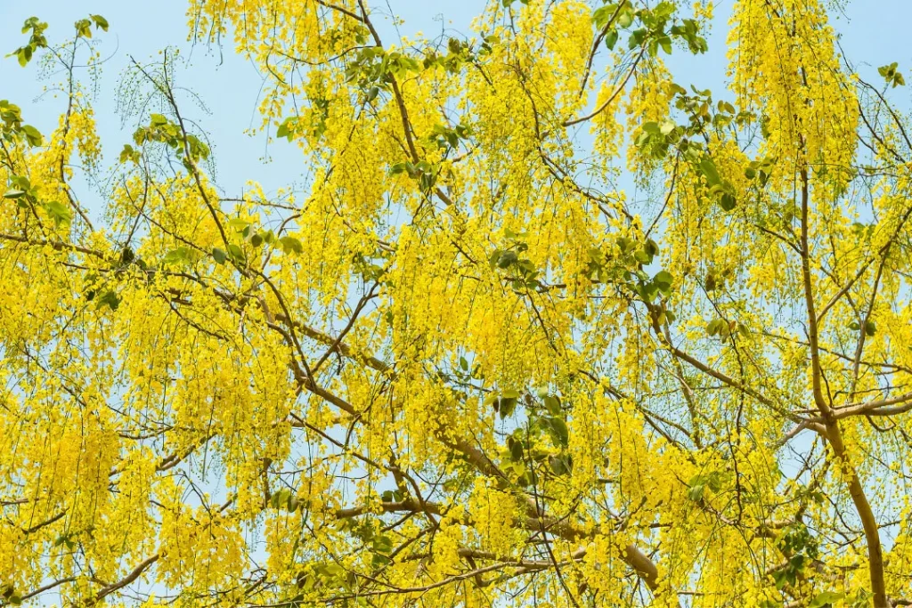 close up shot Cassia Nomame.
