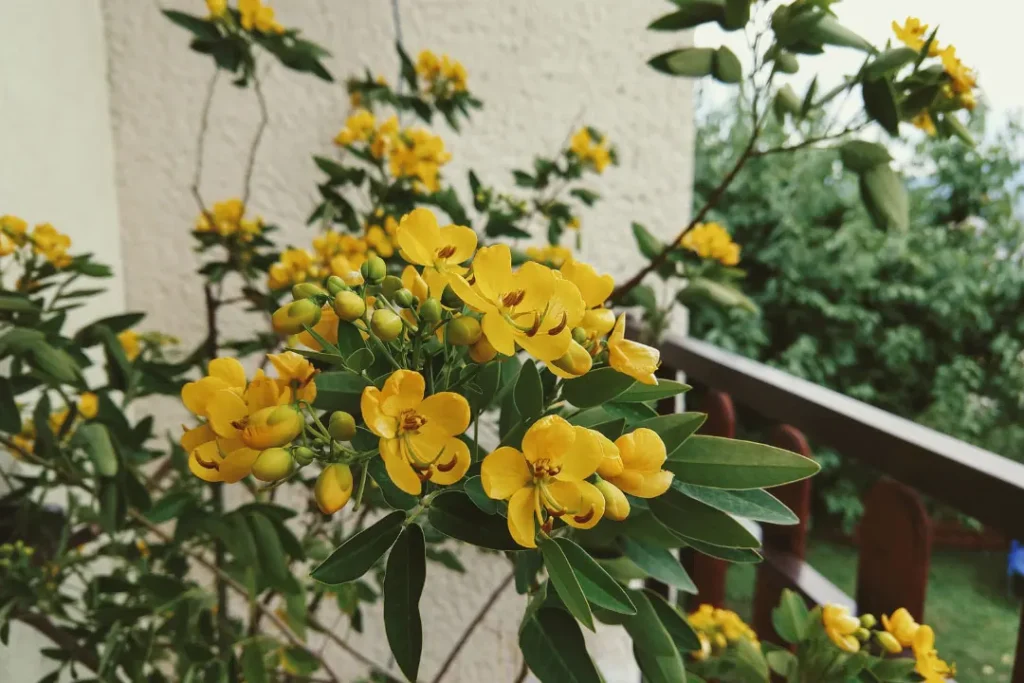 close up shot cassia auriculata