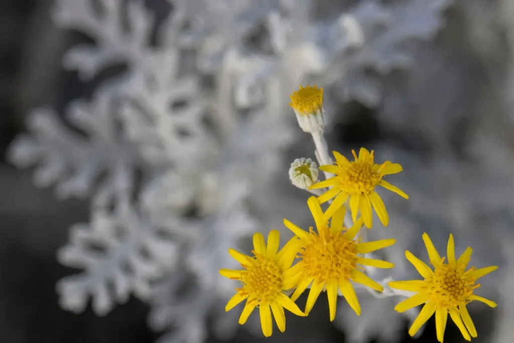 dusty miller yellow flowers