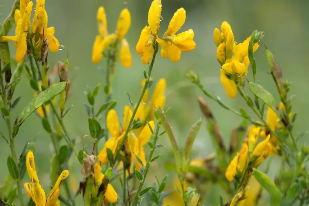 close up of Dyer's Broom