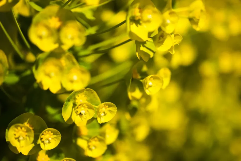 yellow euphorbia