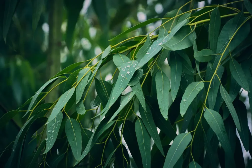  eucalyptus' nature