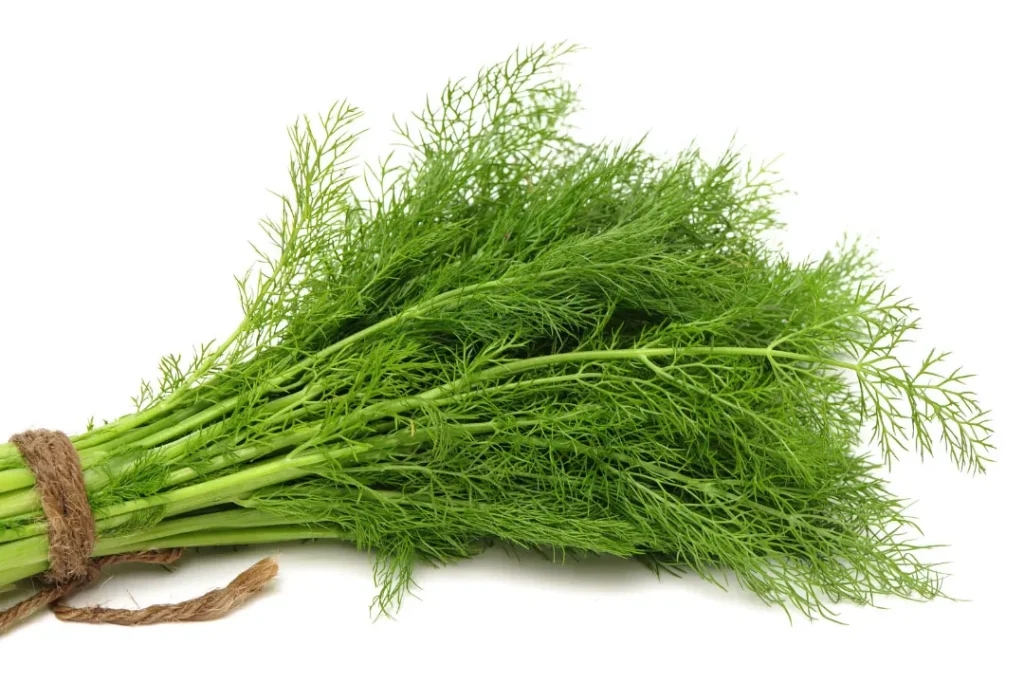 Dill on white background