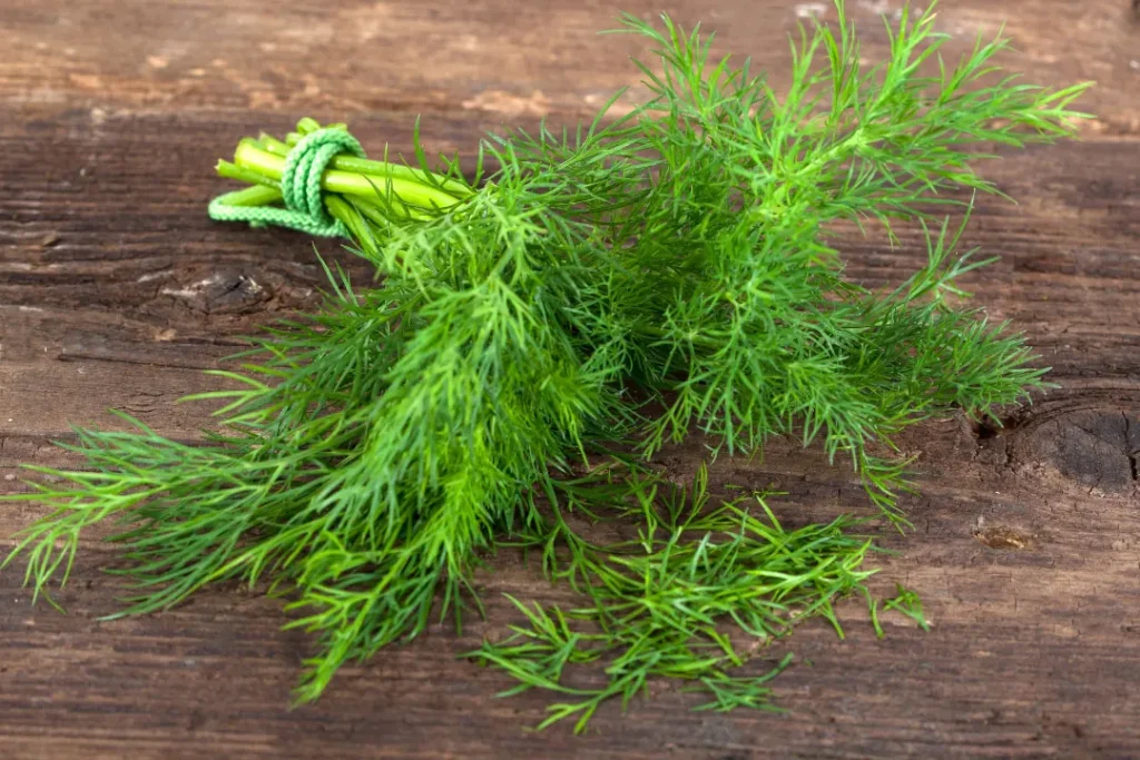 Dill on wooden