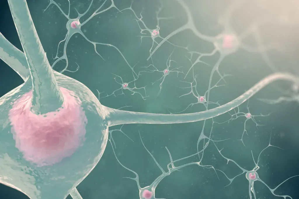  nervous system
Dimethylglycine