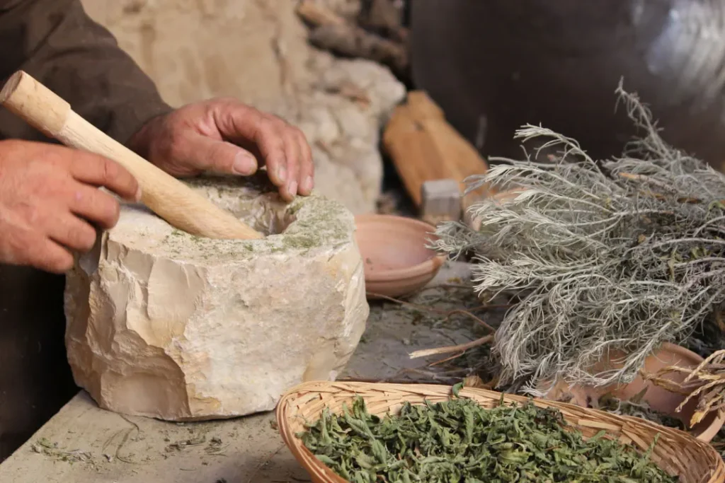 Eastern Red Cedar used in herbal medicine. 