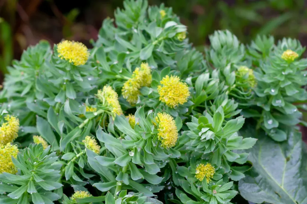 Rhodiola. 