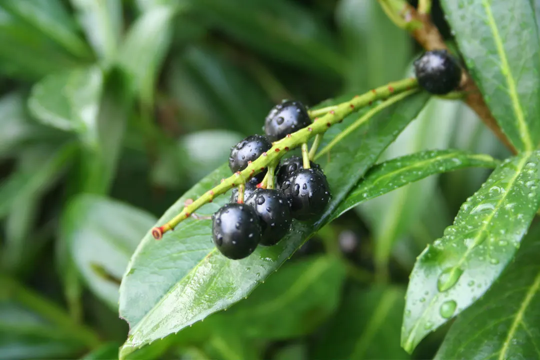 Cherry Laurel Water.