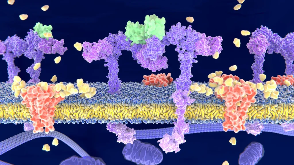 Cannabinoid receptor type 2.