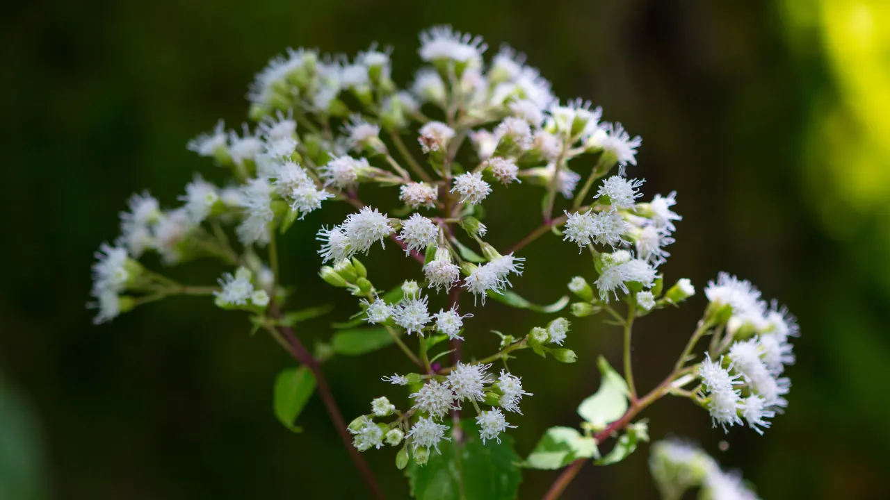 Boneset.