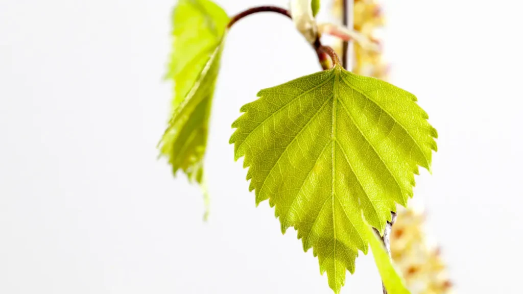 Leaves of Birch tree. 