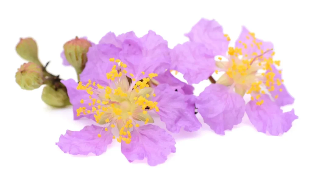 BANABA flower. 