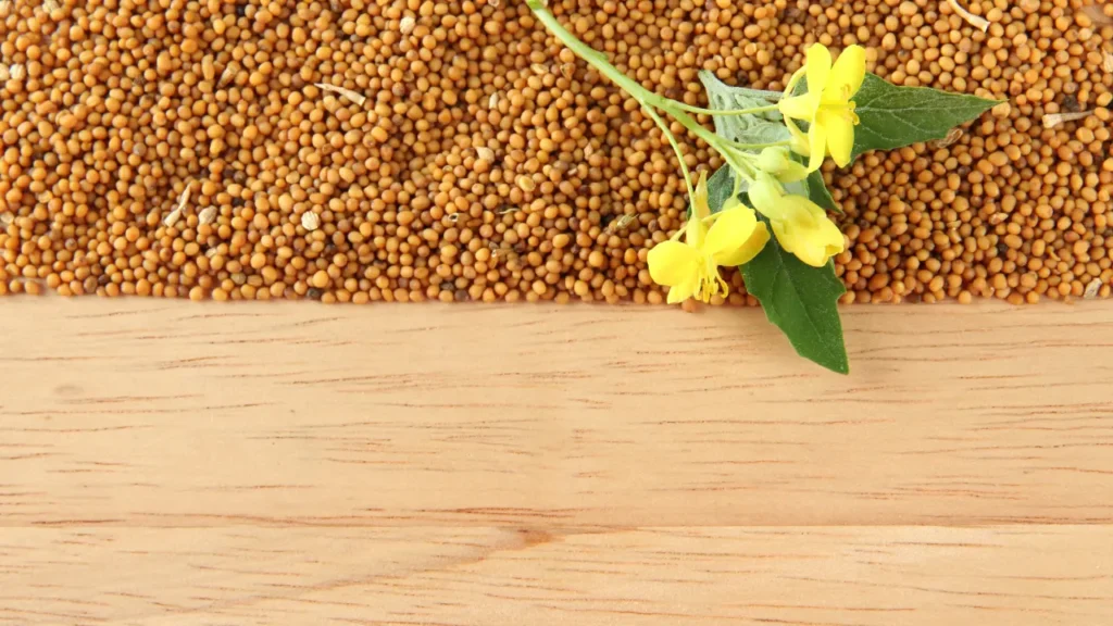 Leaves and flowers of White Mustard. 