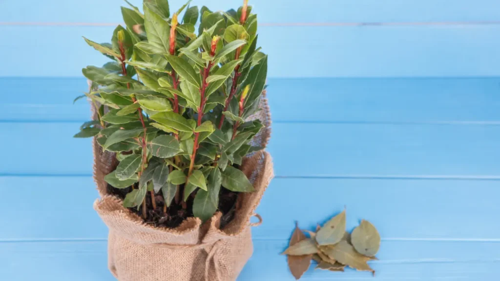 BAY LEAF is a versatile herb. 