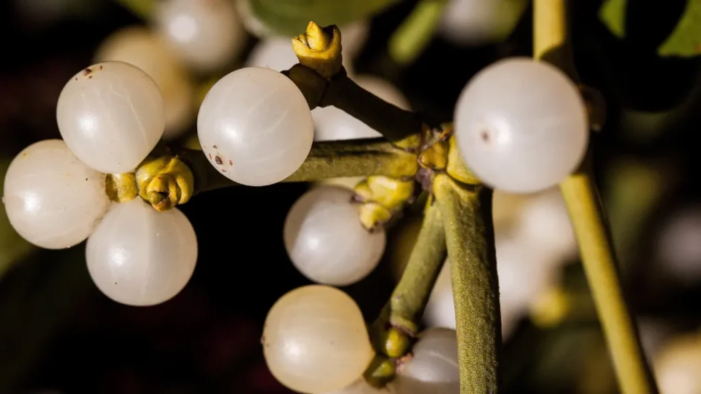 American Mistletoe is used in medicine. 