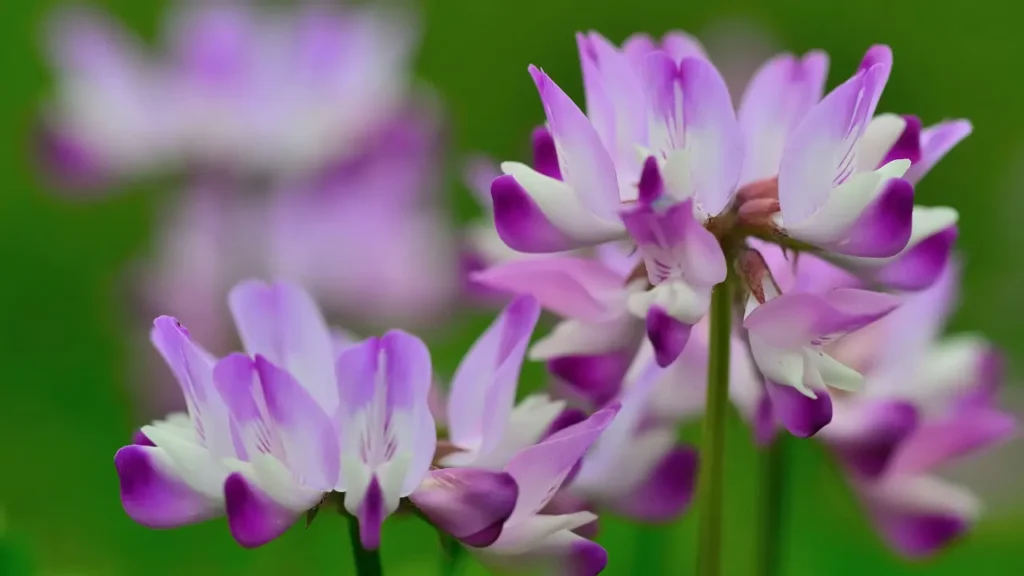 Astragalus flower.