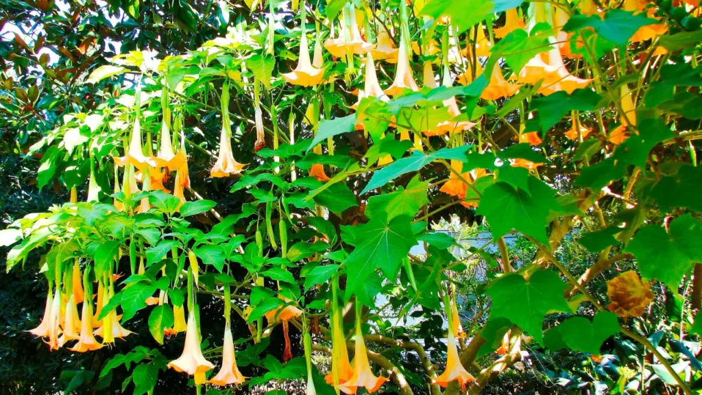 Angel's Trumpet plant.