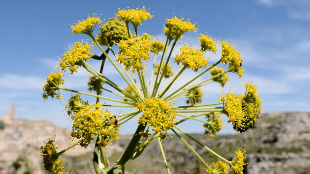 Ferula asafoetida is a herb. 