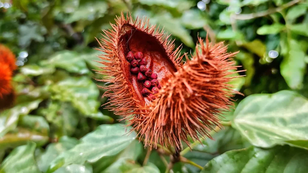 Bixa orellana plant. 