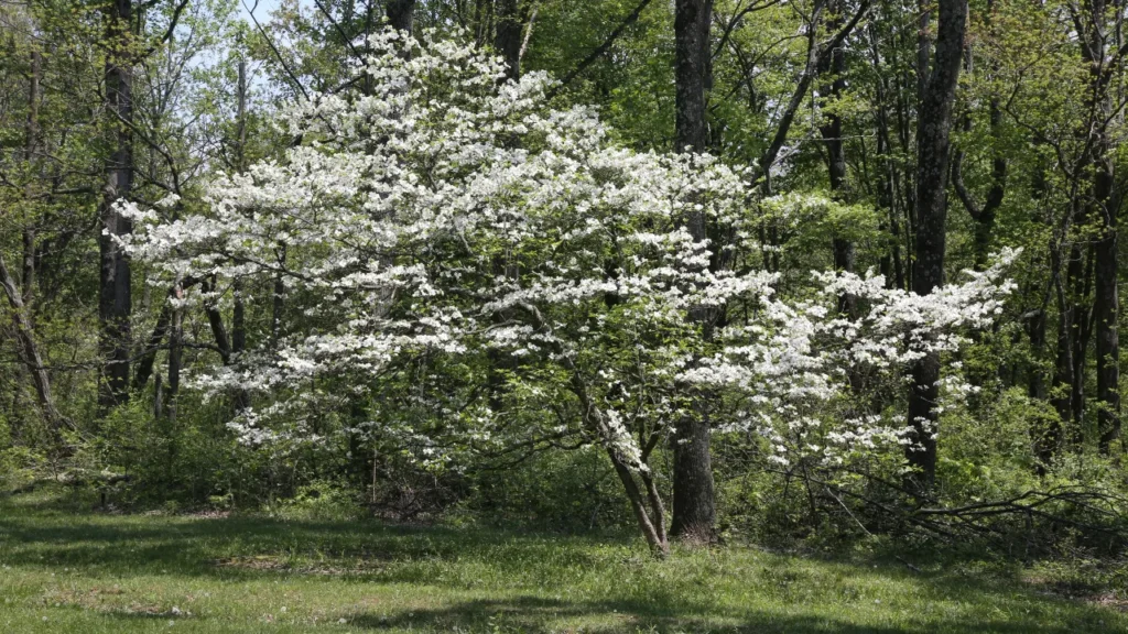 American Dogwood Plant. 