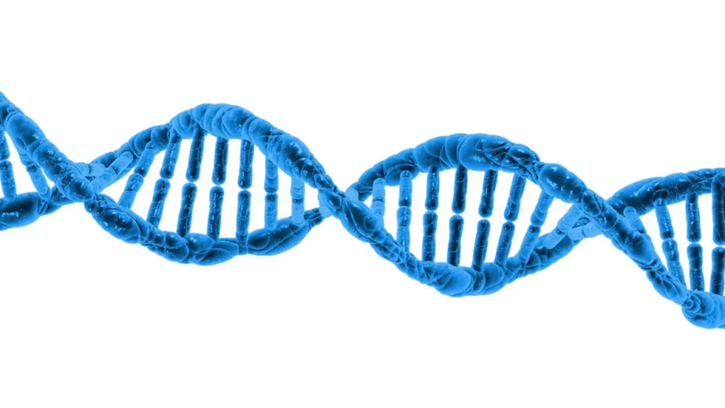 DNA structure. 