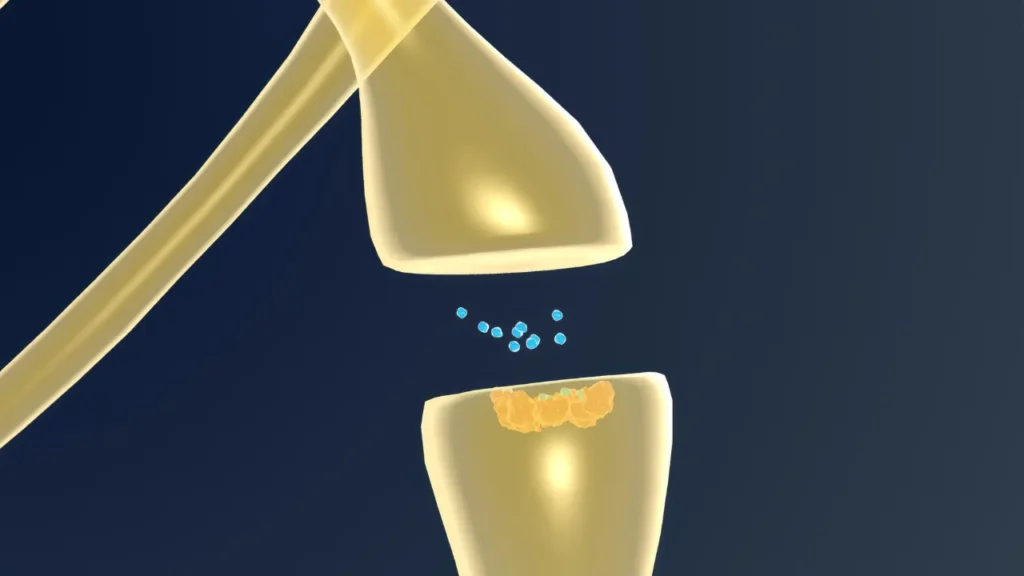 Neurotransmitters.