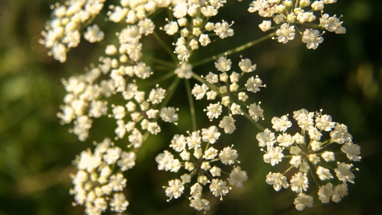 Water Hemlock.