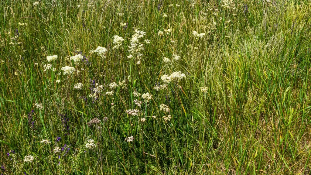 Water Dropwort Plant. 