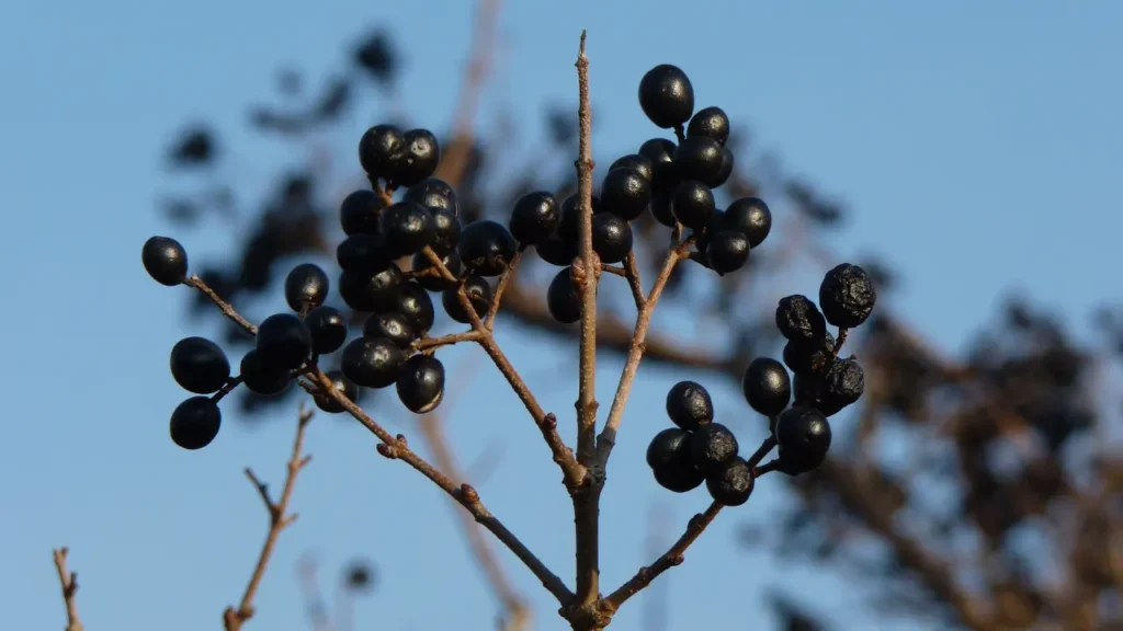 Alder Buckthorn is used in medicine. 