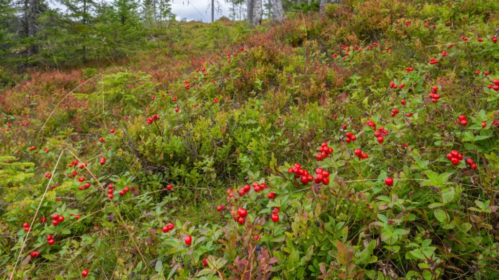 Uva Ursi is used in medicine. 