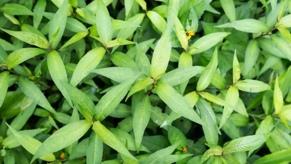 Vietnamese Coriander helps in brain health. 