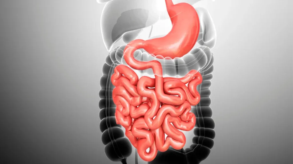 Healthy digestive system. 