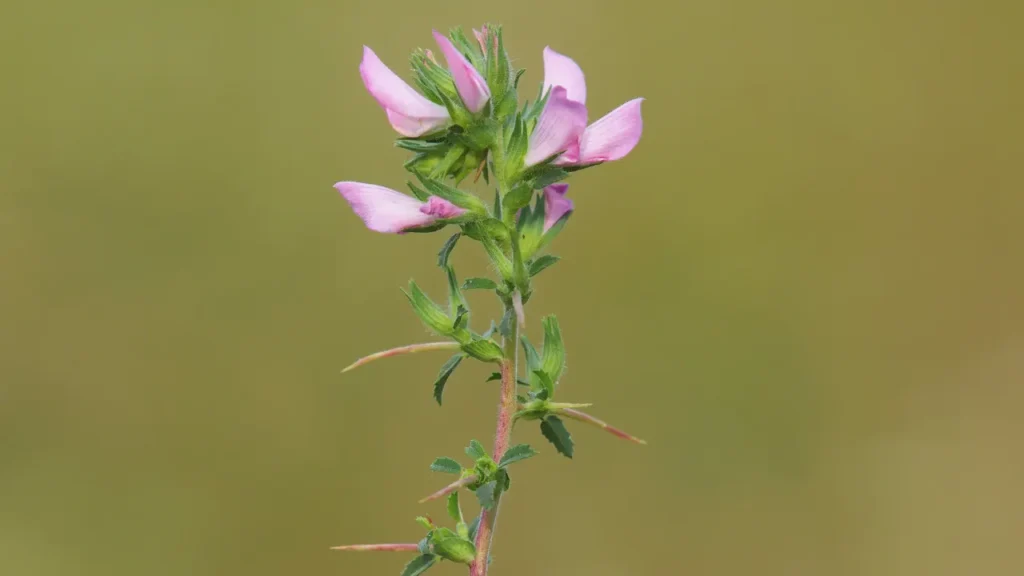 Spiny restharrow contains spiky stems.