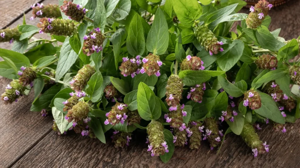 Self-Heal is an herb.