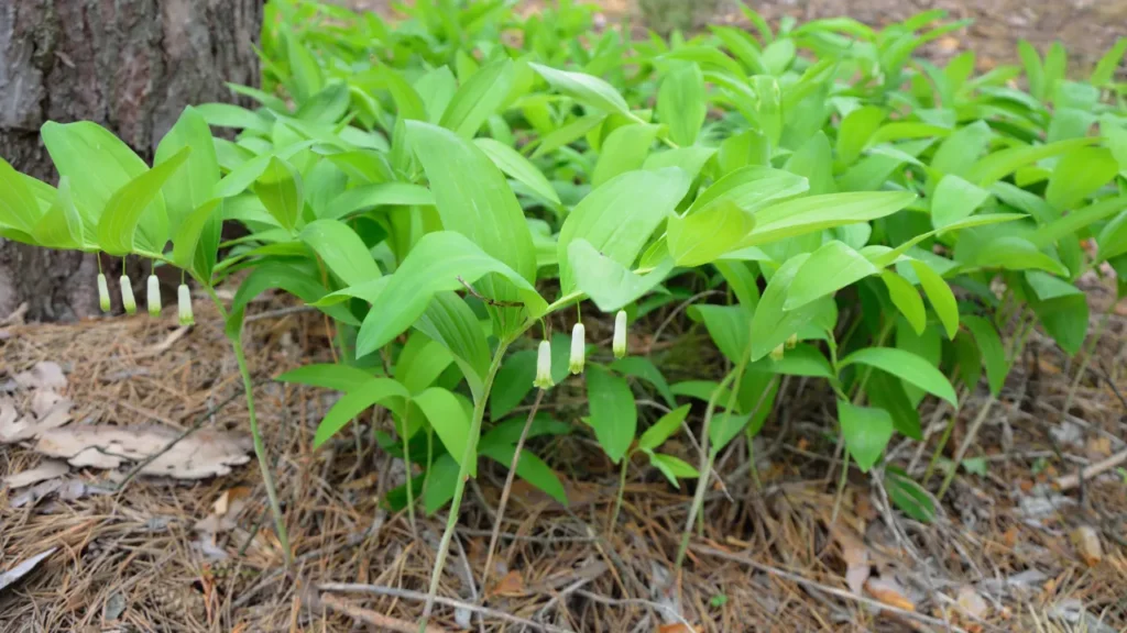 Solomon's Seal is good for human health. 