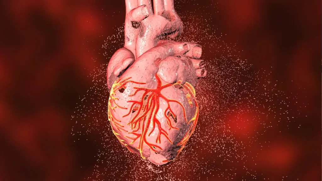 Healthy human heart. 